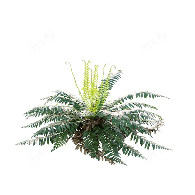 Fern 3D Models Bundle Pack 3D model image 4