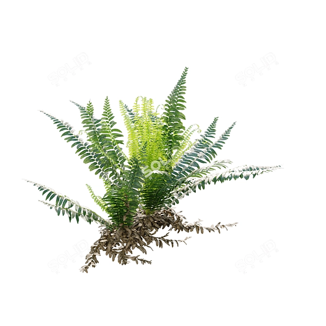 Fern 3D Models Bundle Pack 3D model image 5
