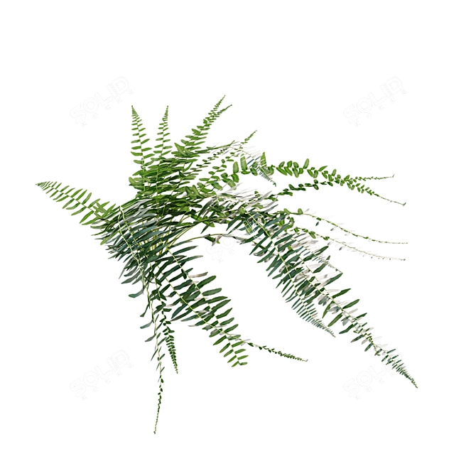 Fern 3D Models Bundle Pack 3D model image 7