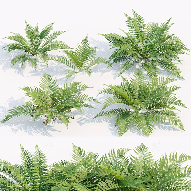  PBR Ferns Collection Vol.104 3D model image 1