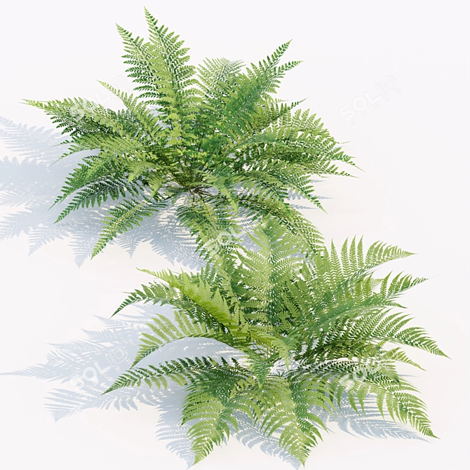  PBR Ferns Collection Vol.104 3D model image 2