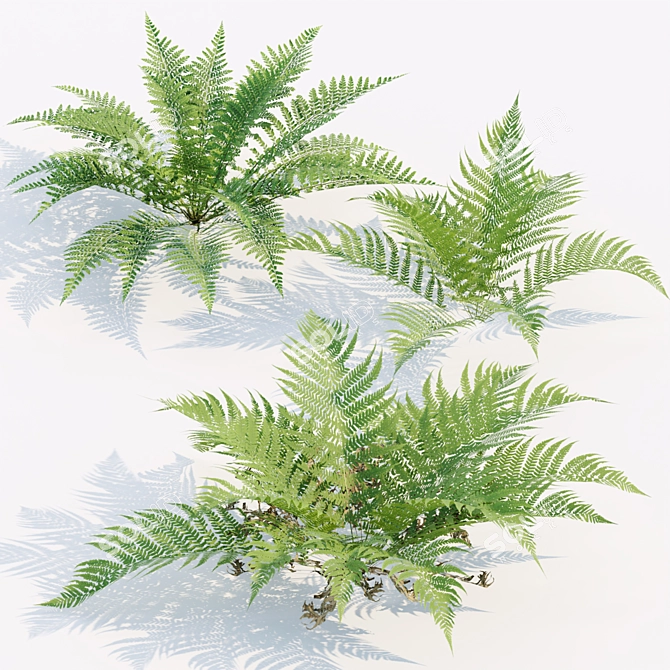  PBR Ferns Collection Vol.104 3D model image 3