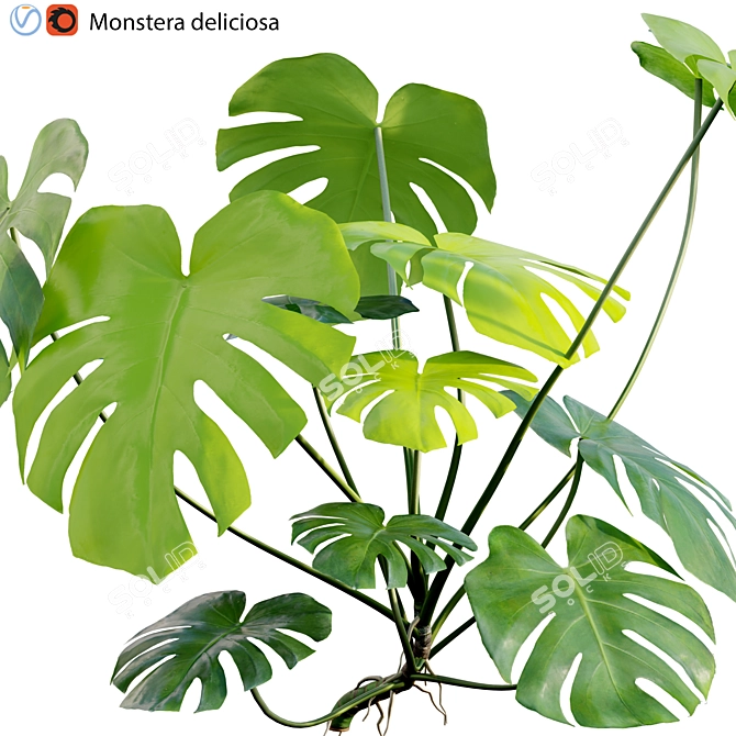 Tropical Plant 3D Model Set 3D model image 2