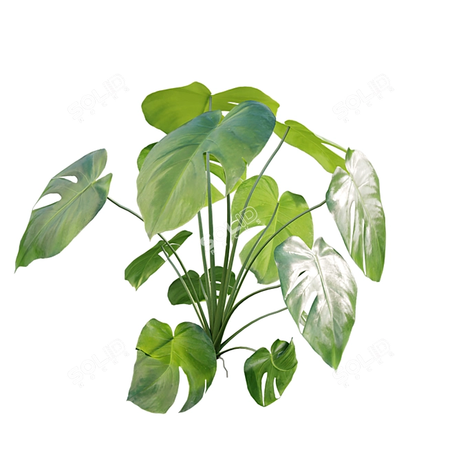 Tropical Plant 3D Model Set 3D model image 4