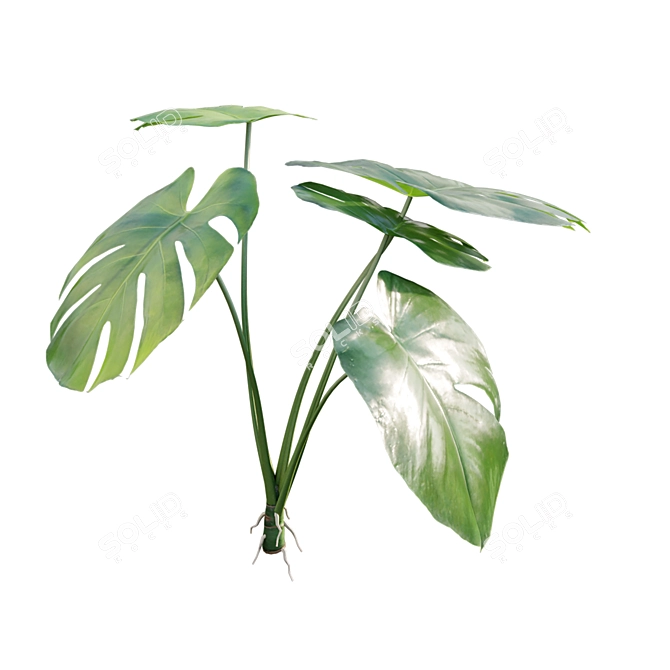 Tropical Plant 3D Model Set 3D model image 5