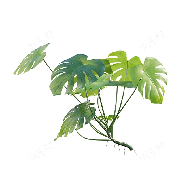 Tropical Plant 3D Model Set 3D model image 6