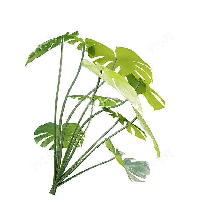 Tropical Plant 3D Model Set 3D model image 7
