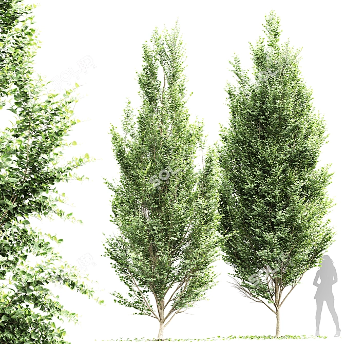 Detailed Carpinus Betulus Tree Model 3D model image 1
