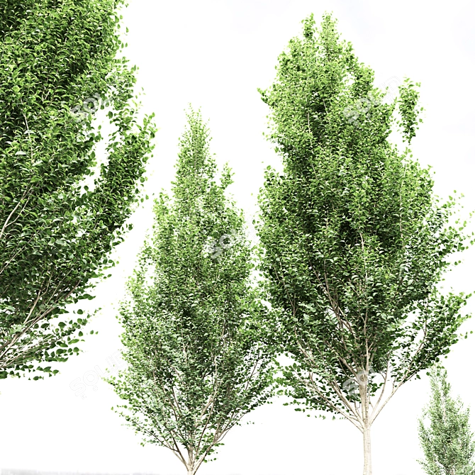 Detailed Carpinus Betulus Tree Model 3D model image 2