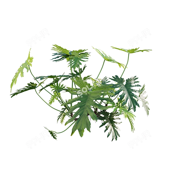 Philodendron Selloum 3D Model Archive 3D model image 4