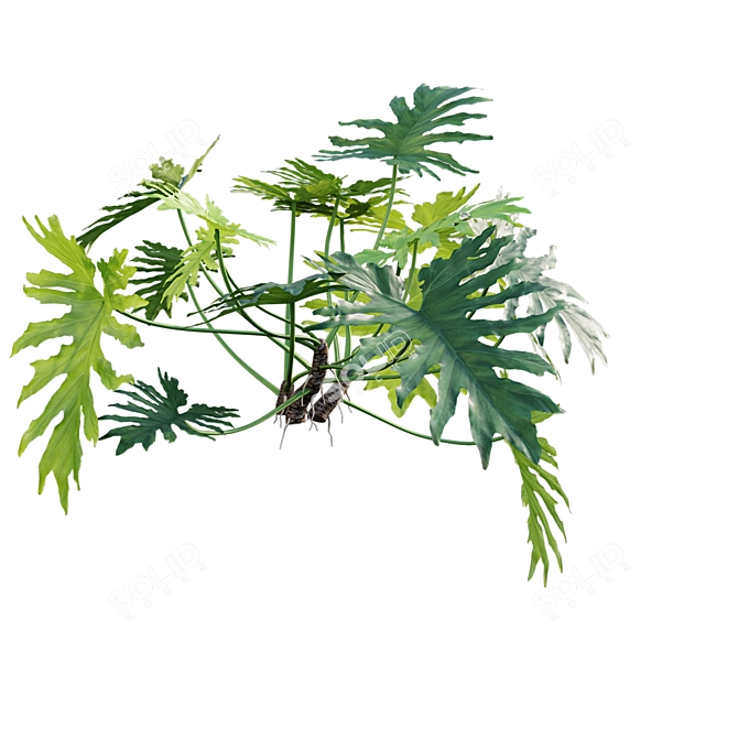 Philodendron Selloum 3D Model Archive 3D model image 5