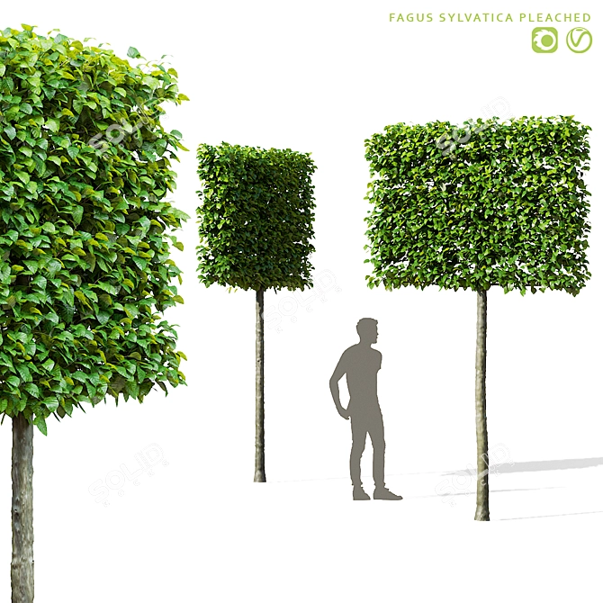 European Beech Pleached Trees 3D model image 3