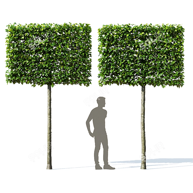 European Beech Pleached Trees 3D model image 5