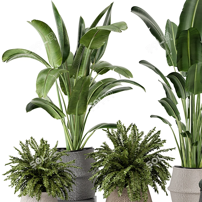 Lush Indoor Plants Wicker Pot 3D model image 2