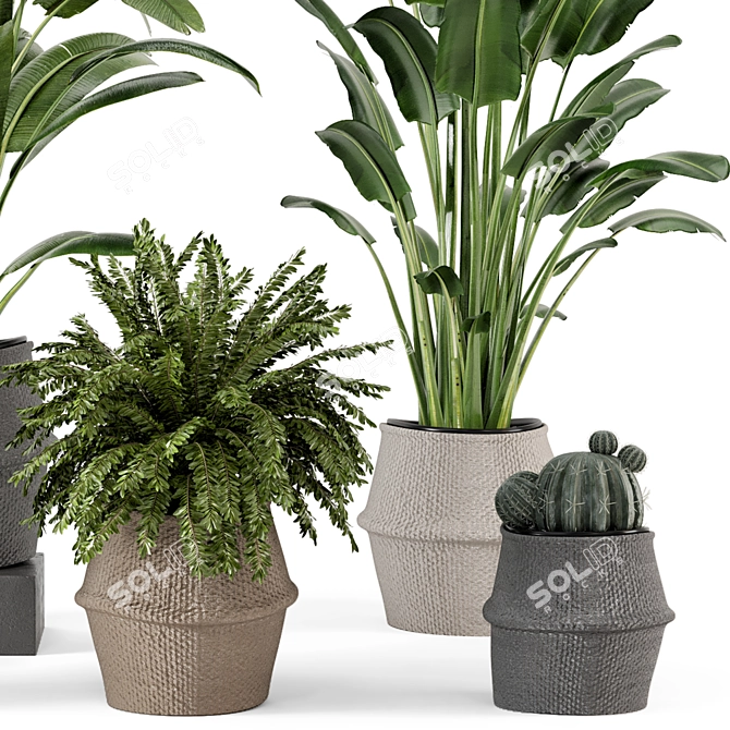 Lush Indoor Plants Wicker Pot 3D model image 5