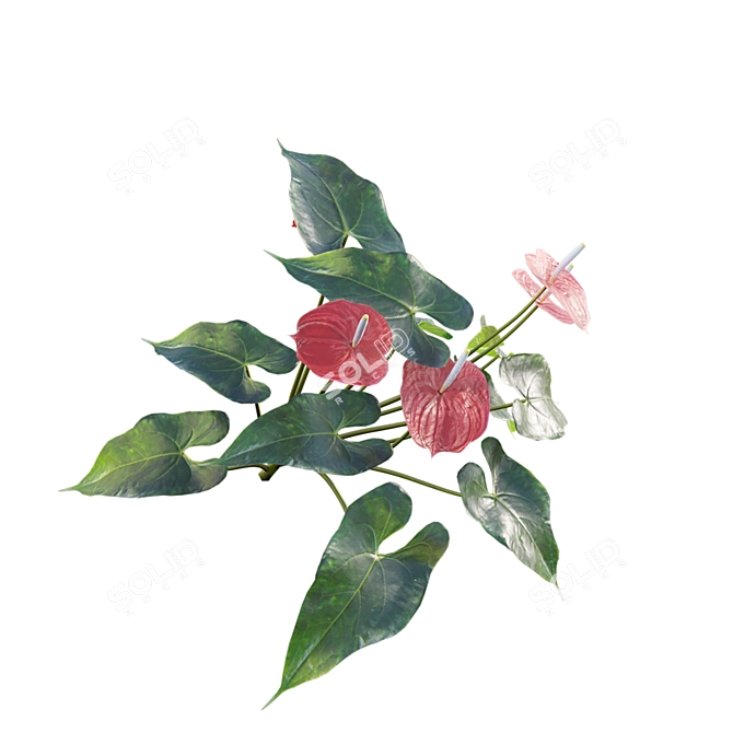 Flamingo Flower 3D Model Collection 3D model image 7