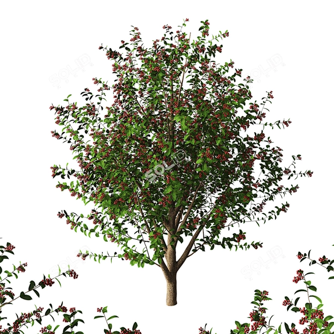 Cherry Tree - 3.5 Meters 3D model image 3