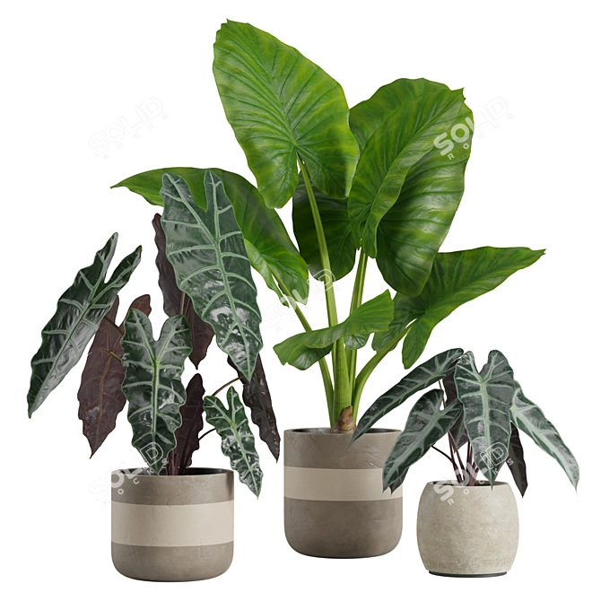 Exotic Alocasia Plants Set 3D model image 1