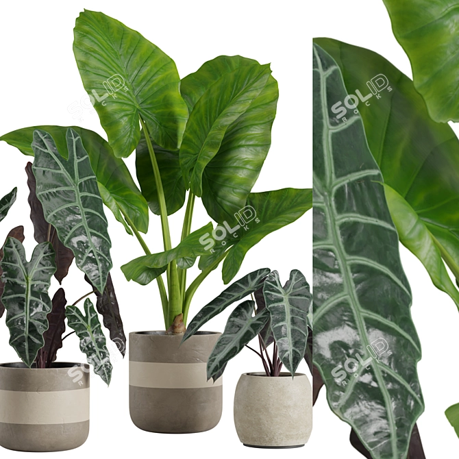 Exotic Alocasia Plants Set 3D model image 2