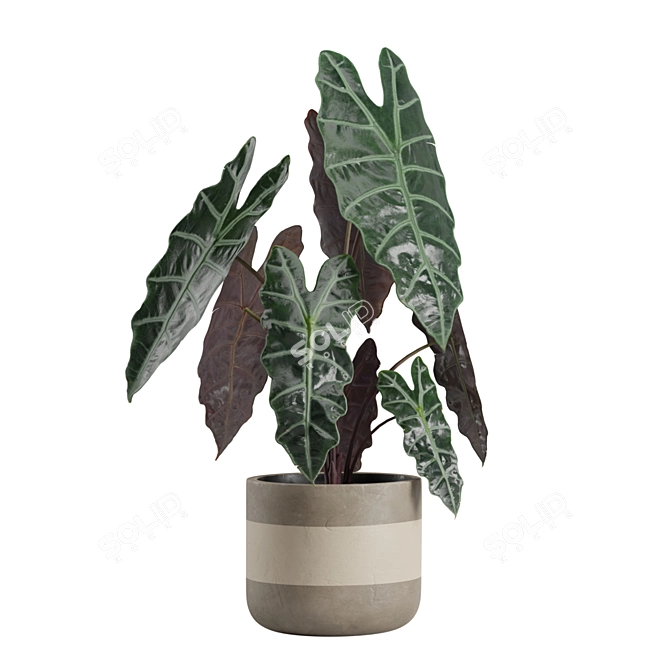 Exotic Alocasia Plants Set 3D model image 5