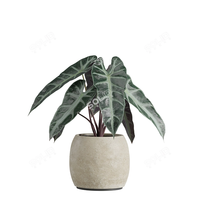 Exotic Alocasia Plants Set 3D model image 6