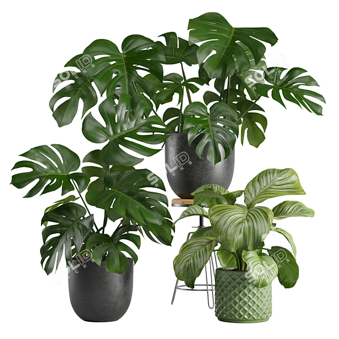 Exotic Interior Plants Bundle 3D model image 1