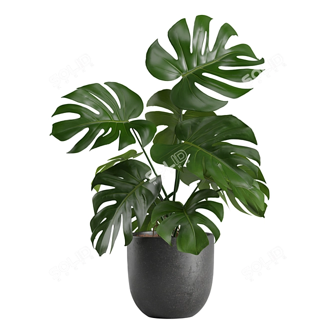 Exotic Interior Plants Bundle 3D model image 4