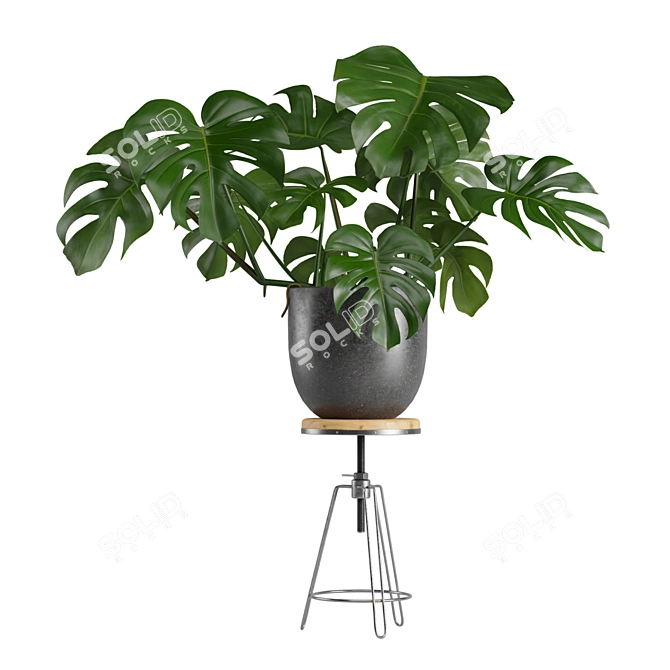 Exotic Interior Plants Bundle 3D model image 5