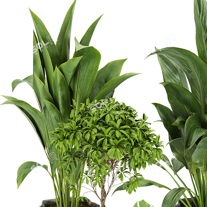 Quality Indoor Plant Collection - Monstera, Peace Lily, Pothos 3D model image 2