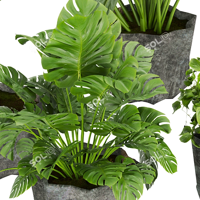 Quality Indoor Plant Collection - Monstera, Peace Lily, Pothos 3D model image 5