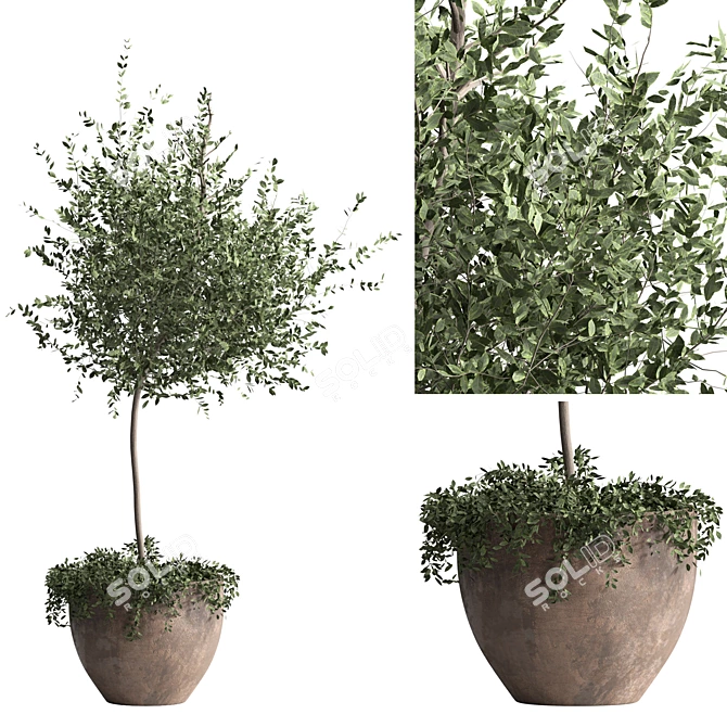 3D Indoor Plant Model Kit 3D model image 8