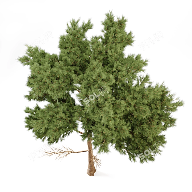 Majestic Pine Tree 3D Model 3D model image 3