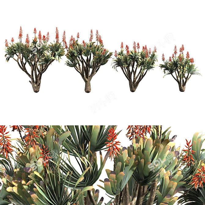 Sculptural Aloe Plicatilis 3D Model 3D model image 1