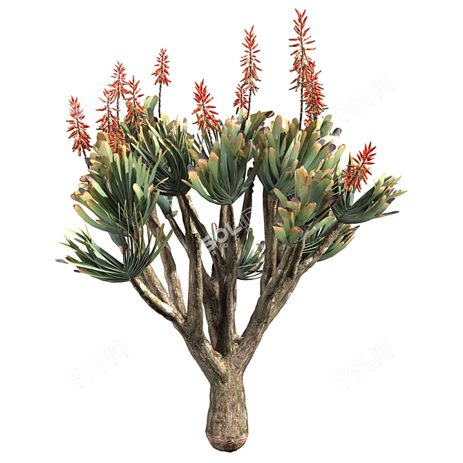 Sculptural Aloe Plicatilis 3D Model 3D model image 3