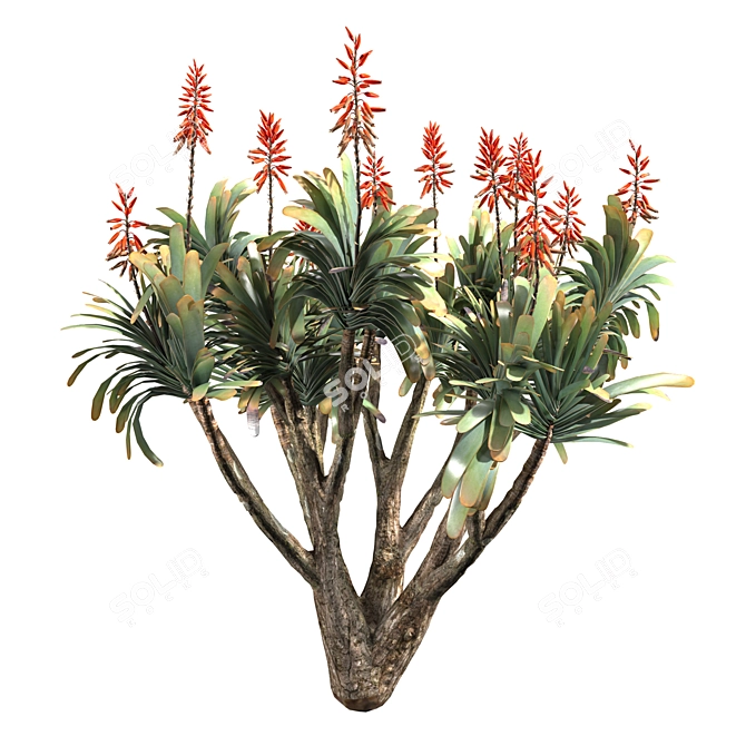 Sculptural Aloe Plicatilis 3D Model 3D model image 4