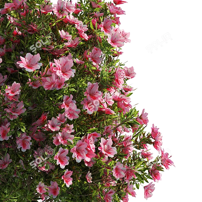 Springtime Azalea Flower Bush Kit 3D model image 2