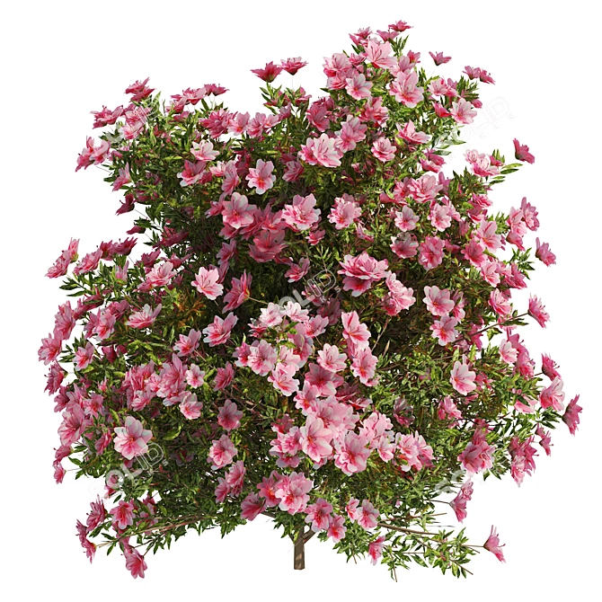 Springtime Azalea Flower Bush Kit 3D model image 4