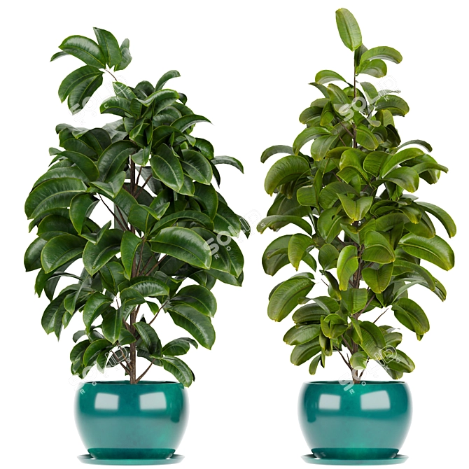 Rubber Leaf Indoor Plant 3D Model 3D model image 1