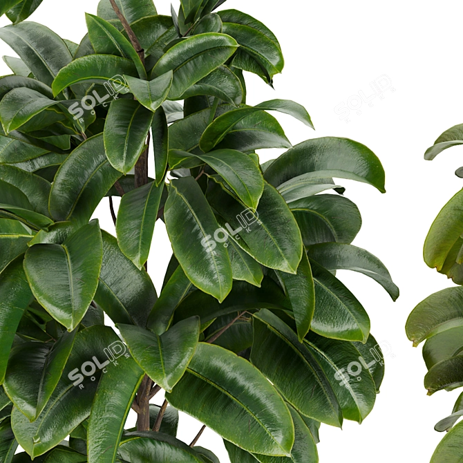 Rubber Leaf Indoor Plant 3D Model 3D model image 2