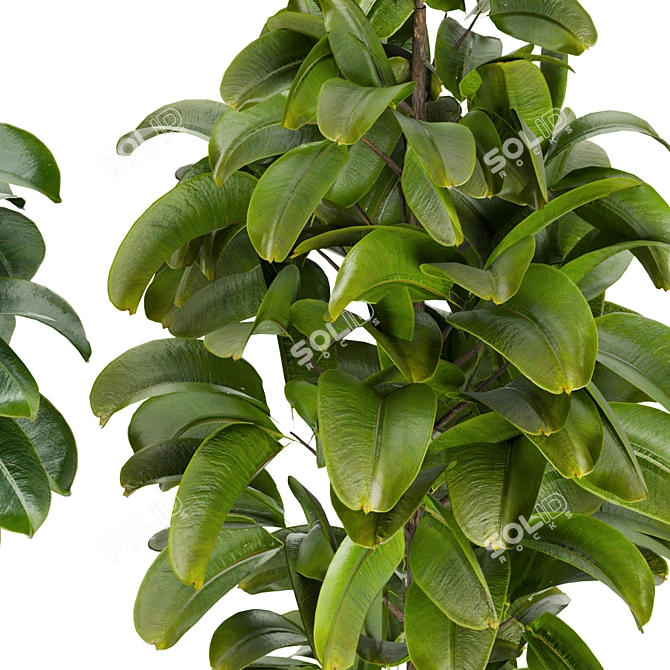 Rubber Leaf Indoor Plant 3D Model 3D model image 3