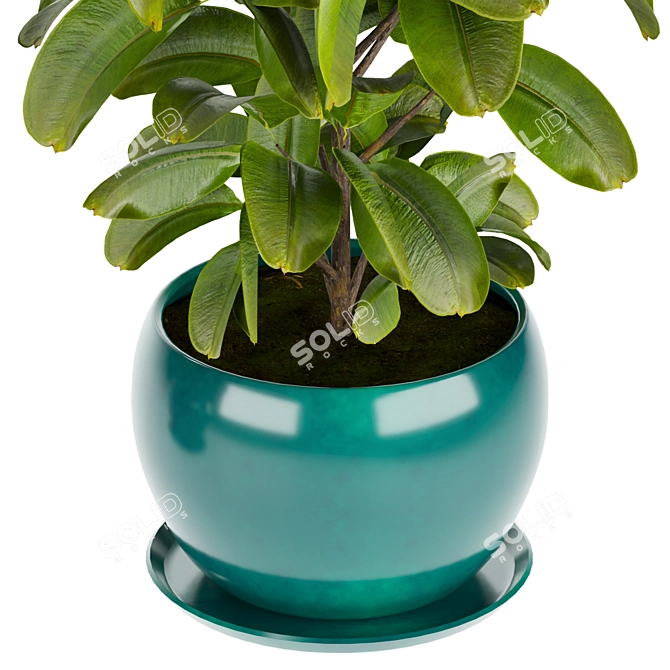 Rubber Leaf Indoor Plant 3D Model 3D model image 4
