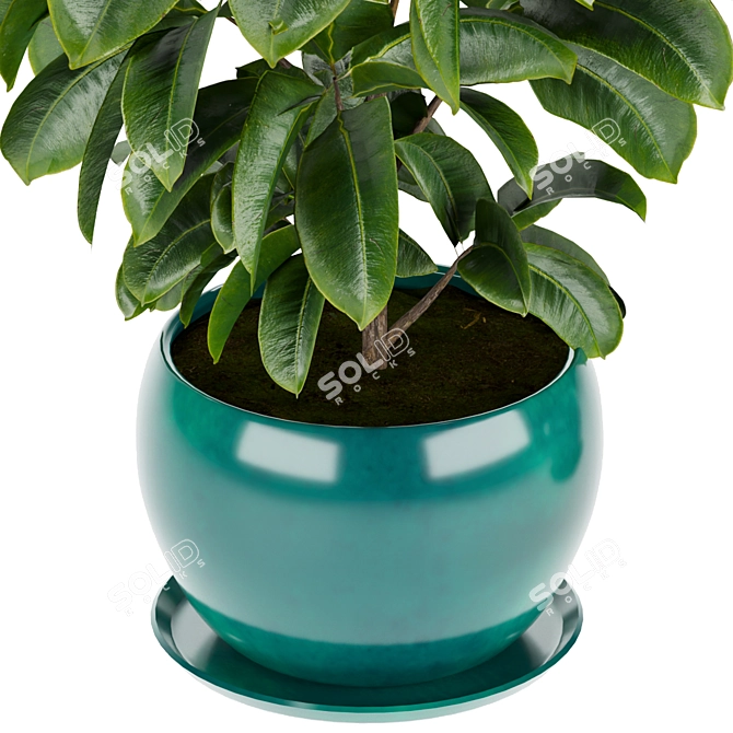 Rubber Leaf Indoor Plant 3D Model 3D model image 5