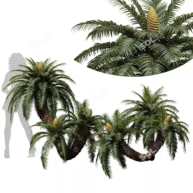 Luxury Cycas Revoluta Palm Tree 3D model image 1