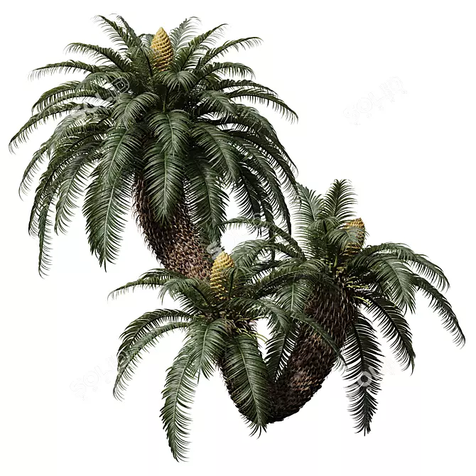 Luxury Cycas Revoluta Palm Tree 3D model image 2