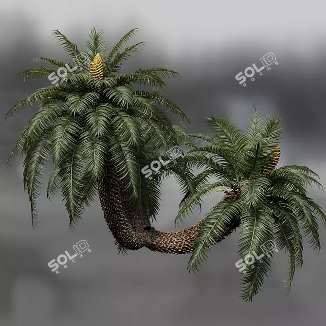 Luxury Cycas Revoluta Palm Tree 3D model image 3