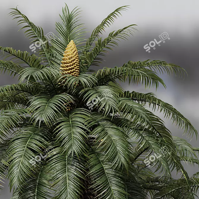 Luxury Cycas Revoluta Palm Tree 3D model image 4