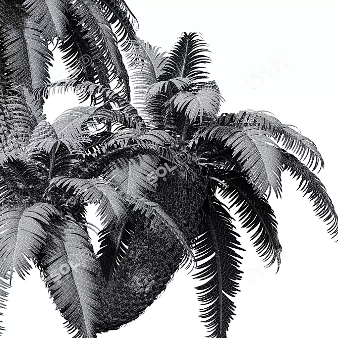 Luxury Cycas Revoluta Palm Tree 3D model image 5