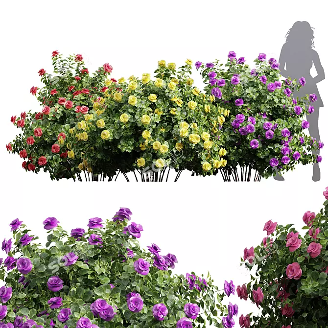  Detailed Climbing Roses Bush 3D model image 1