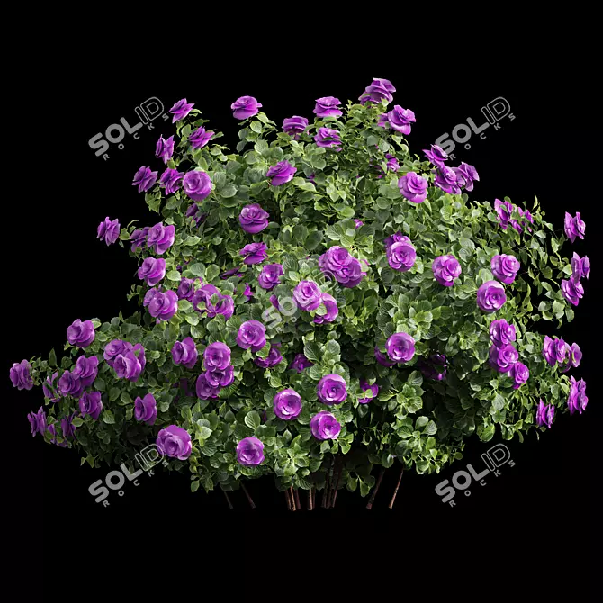  Detailed Climbing Roses Bush 3D model image 2