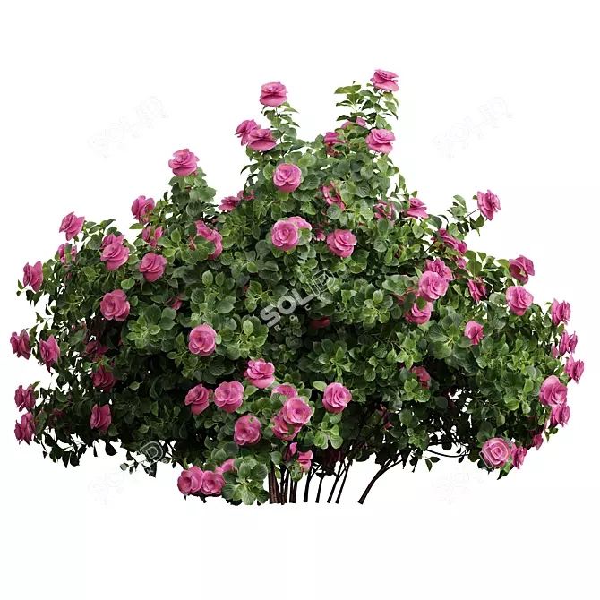  Detailed Climbing Roses Bush 3D model image 3